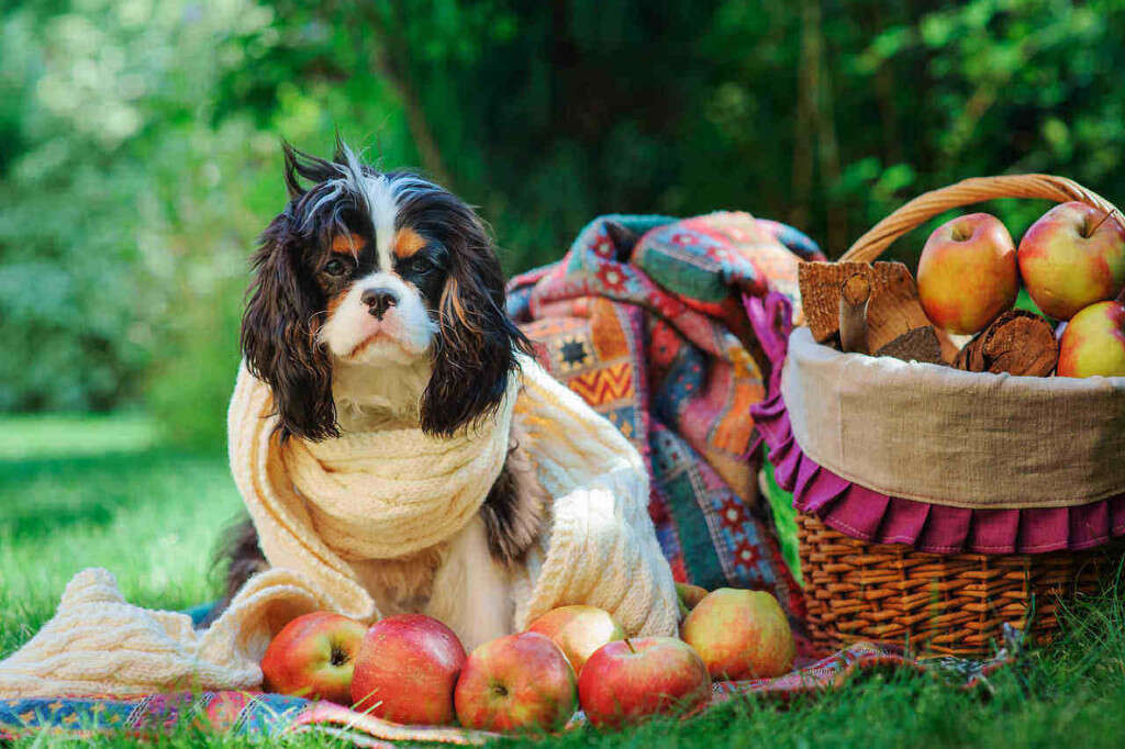 Fruits Dogs Can Eat
