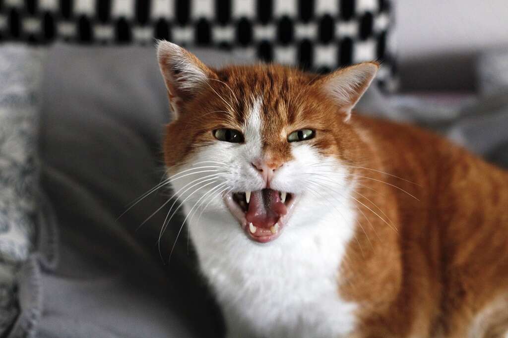 Cat Scratch Fever