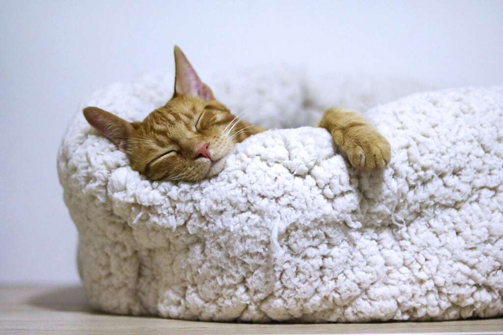 Cri-du-Chat
