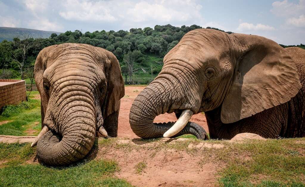 Elephantiasis