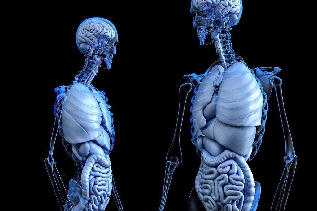Peritoneum