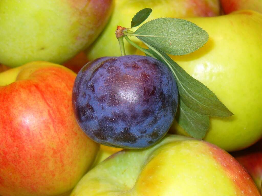 Nutrition