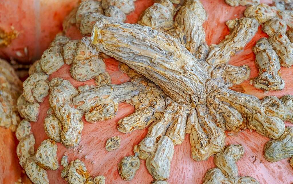 Papilloma