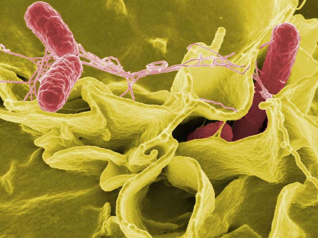 Salmonella Poisoning