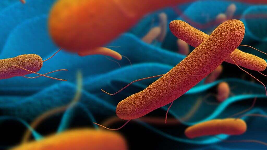 Salmonella Poisoning