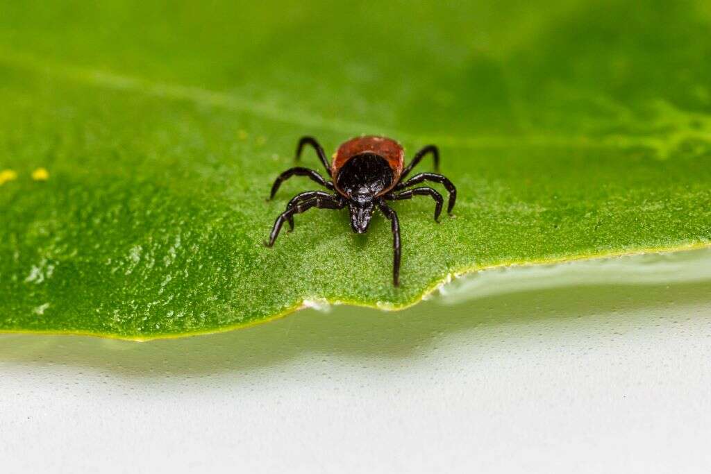 Tularemia