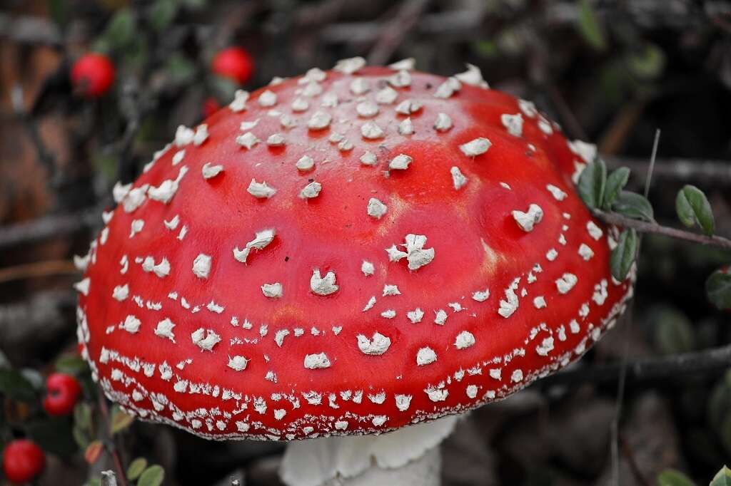 Xerostomia