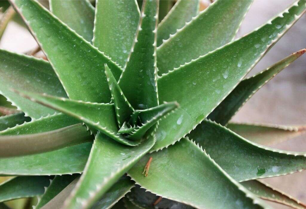 Agave