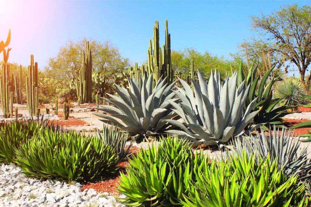 Agave
