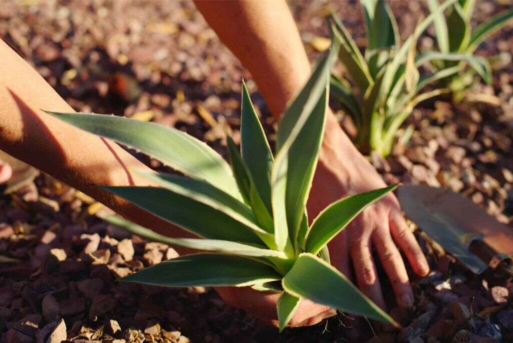 Agave