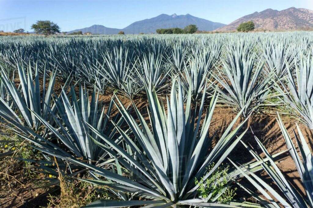 Agave