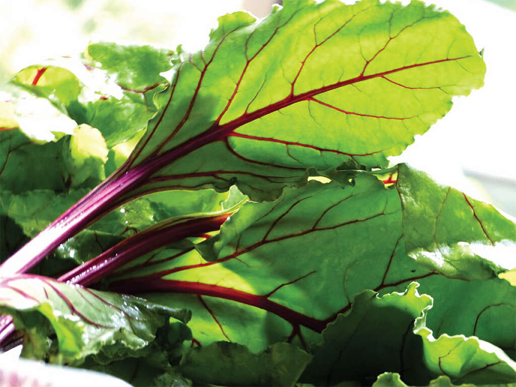 Alkaline Diet