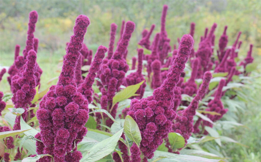 Amaranth