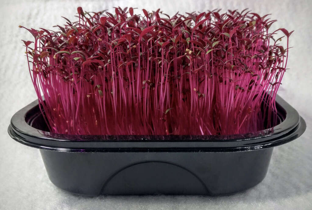 Amaranth