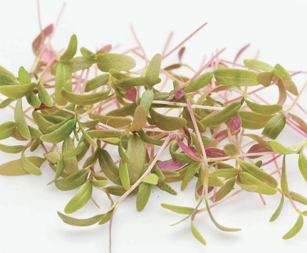 Amaranth