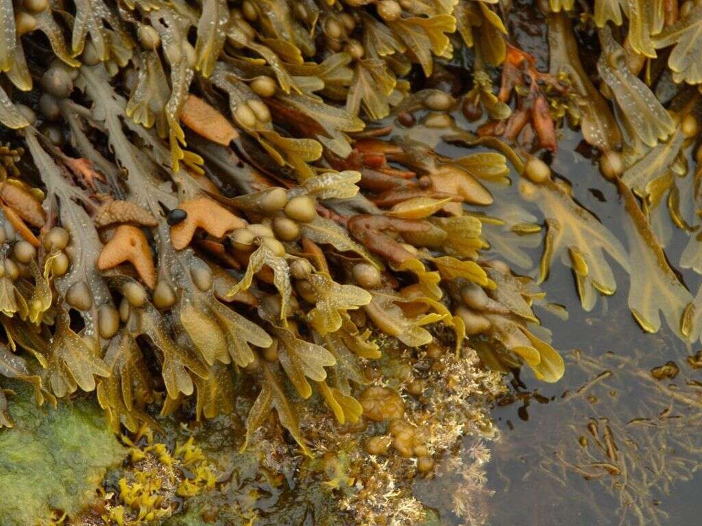 Bladderwrack