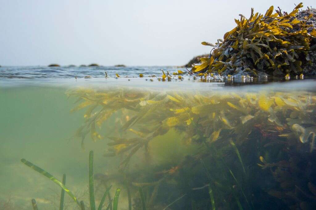 Bladderwrack