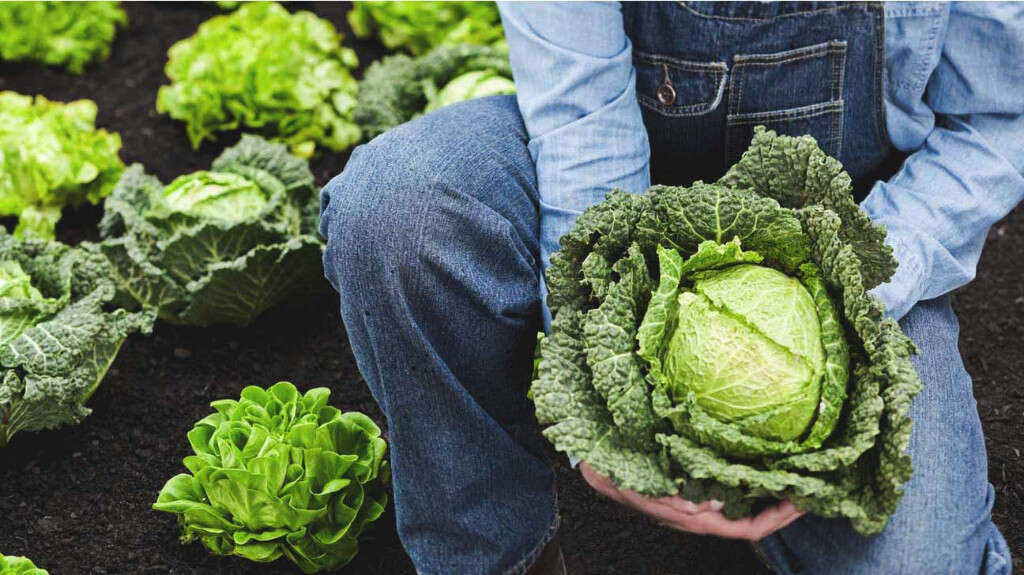 Cabbage