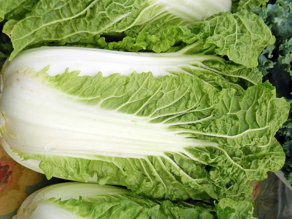 Cabbage
