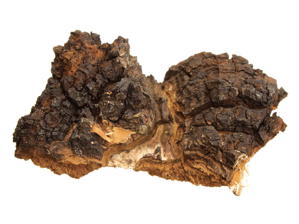 Chaga Mushrooms