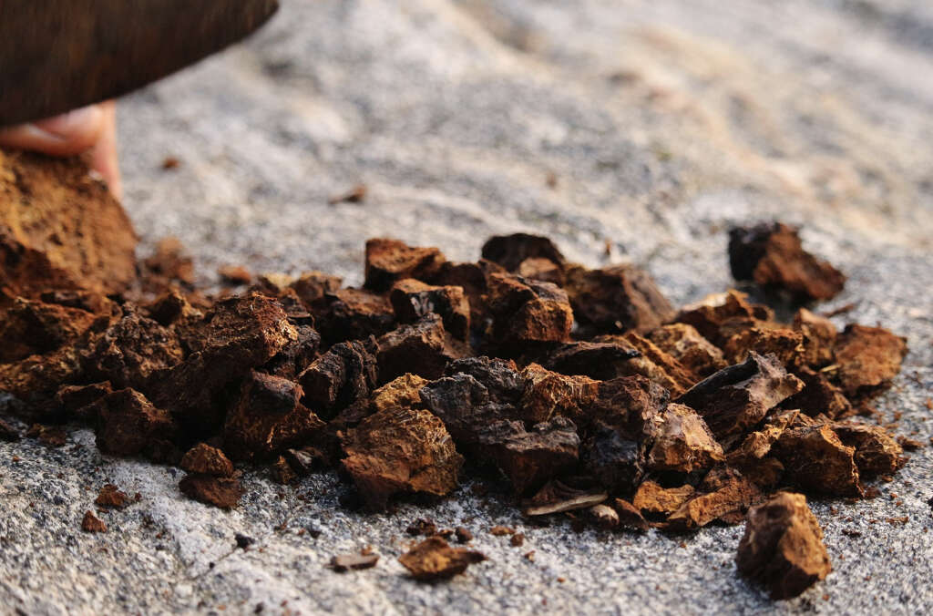 Chaga Mushrooms