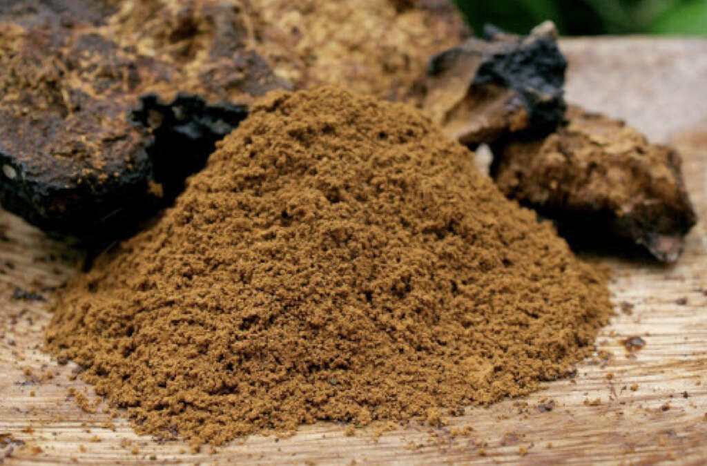 Chaga Mushrooms