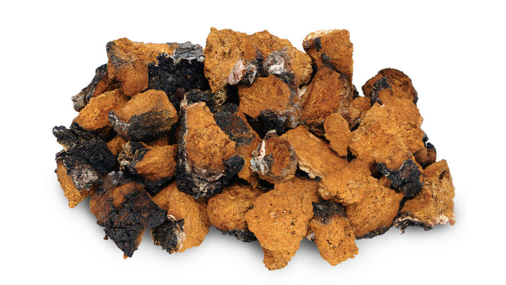 Chaga Mushrooms