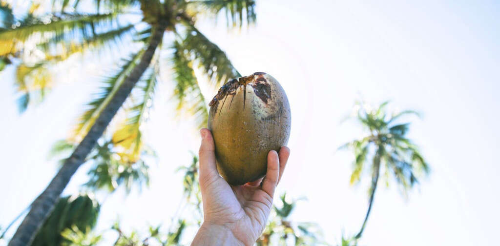 Coconut Vinegar