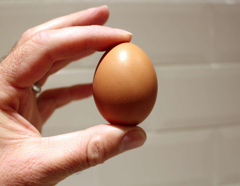 Egg Whites