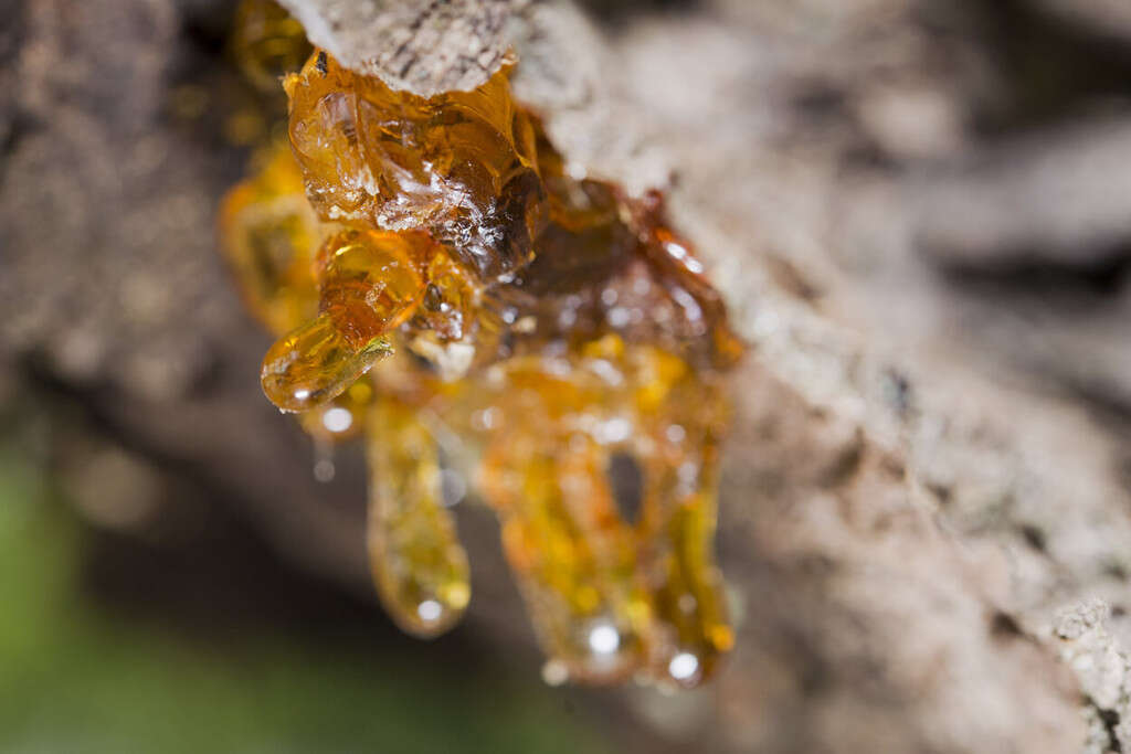 Frankincense