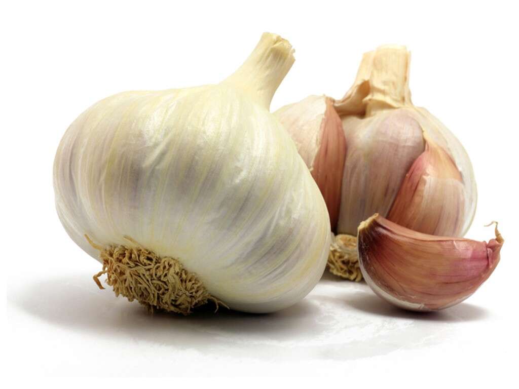 Garlic