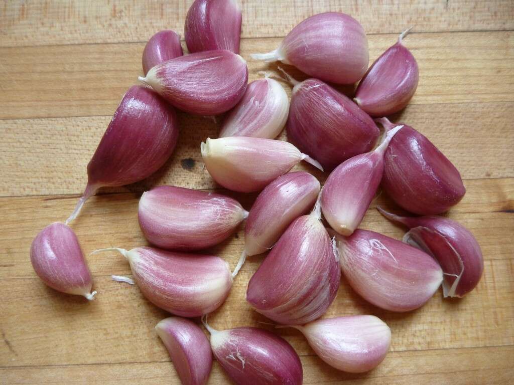 Garlic