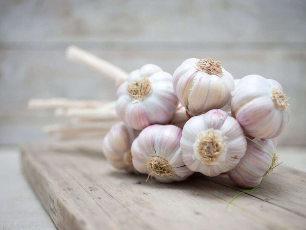 Garlic