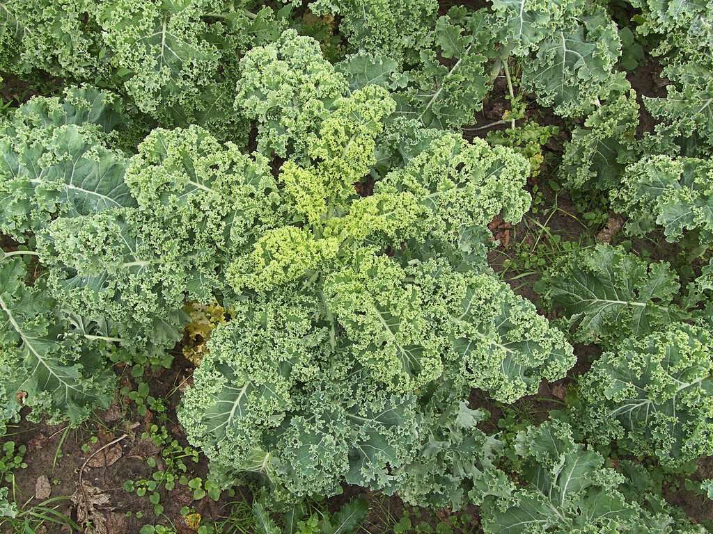 Kale