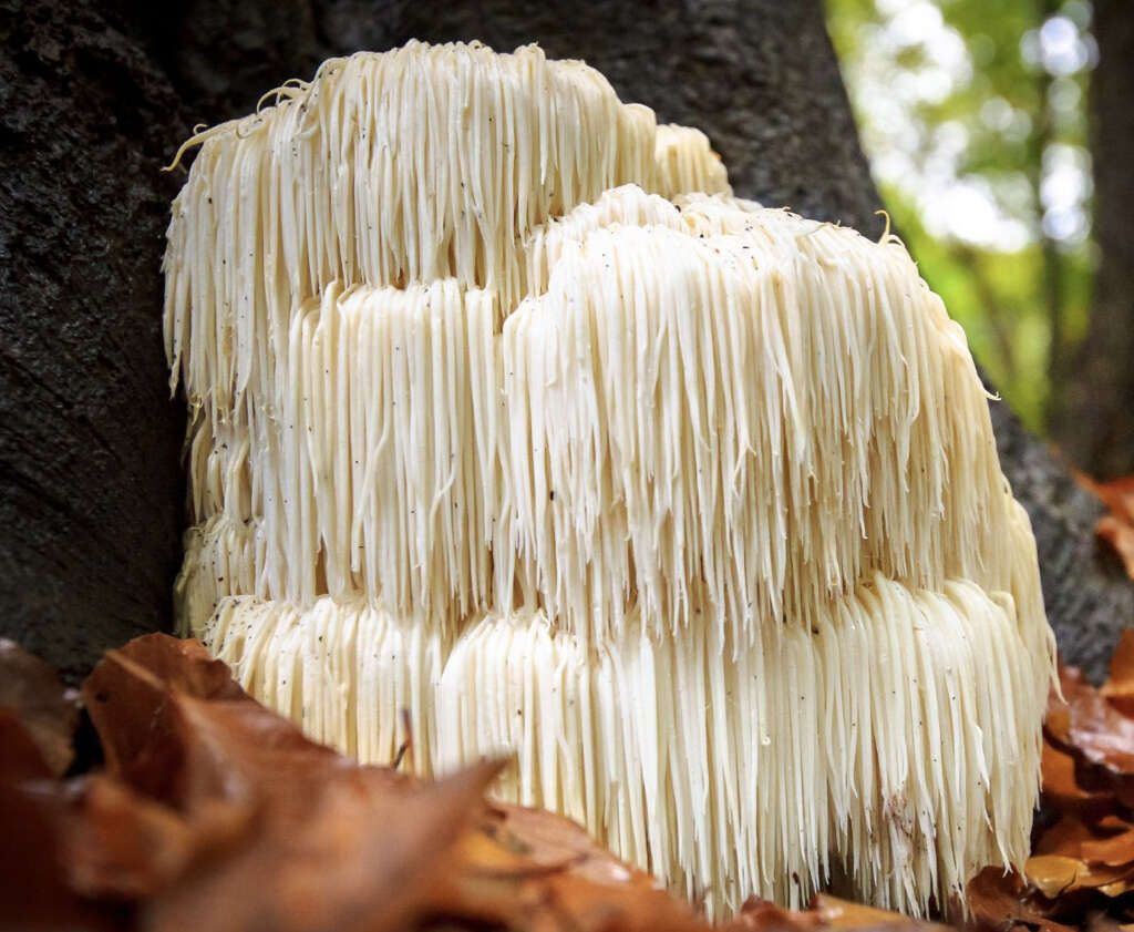 Lions Mane Mushrooms