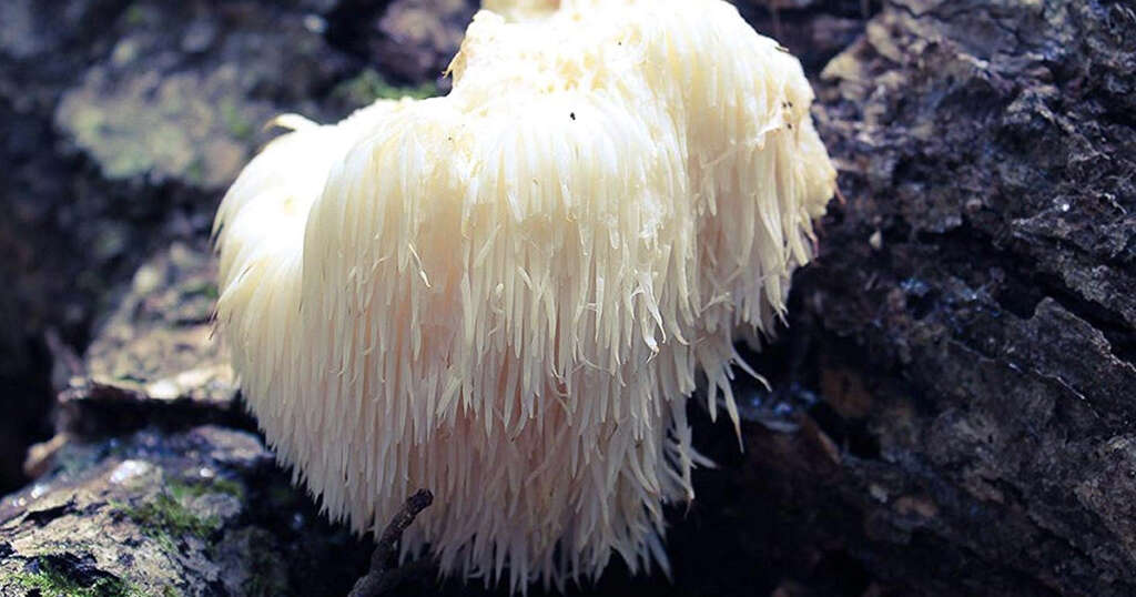 Lions Mane Mushrooms