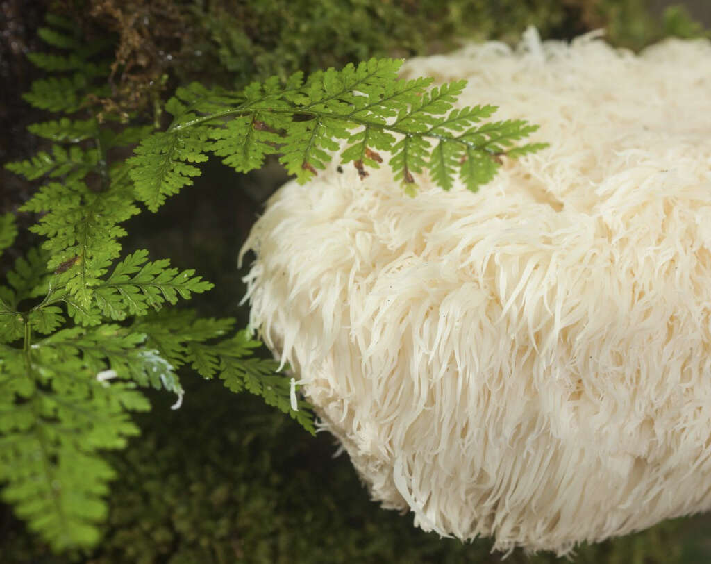 Lions Mane Mushrooms