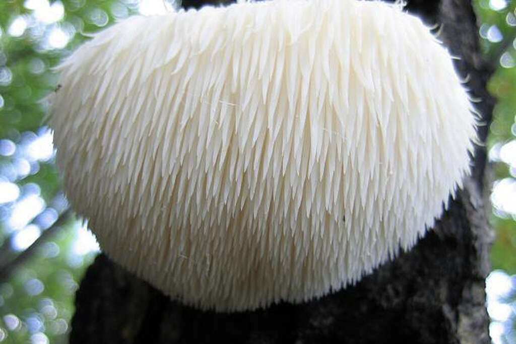 Lions Mane Mushrooms