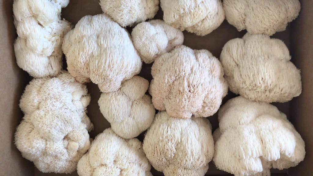 Lions Mane Mushrooms