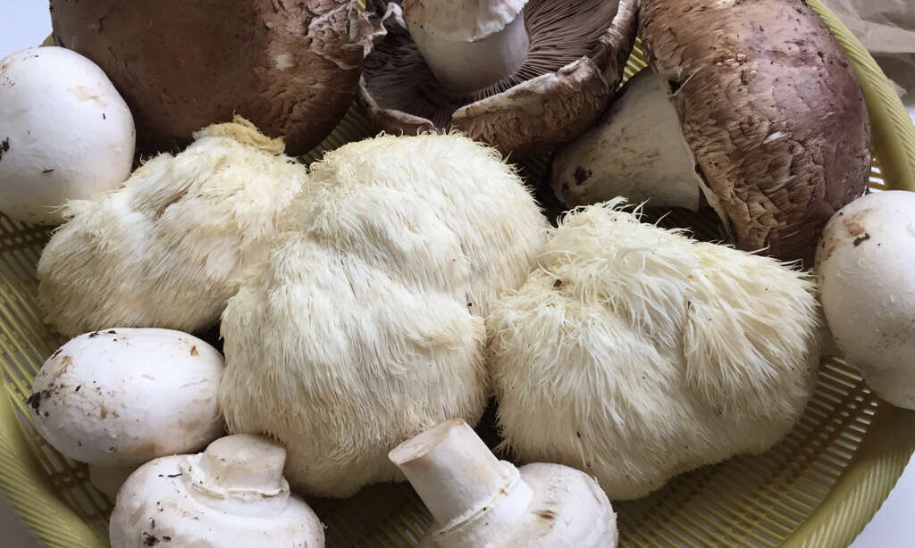 Lions Mane Mushrooms