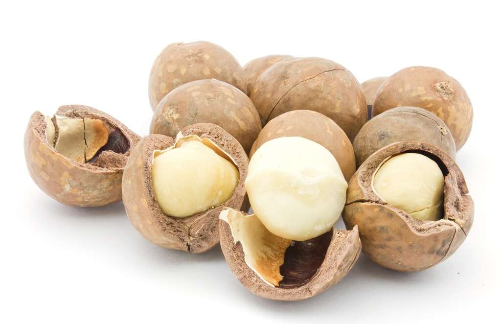 Macadamia Nuts