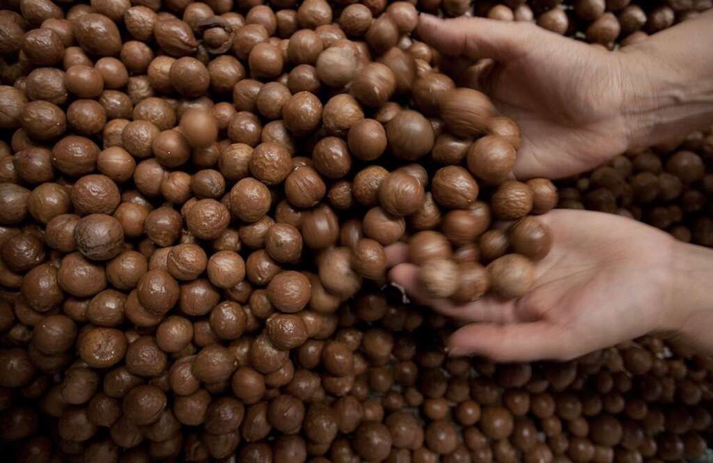 Macadamia Nuts