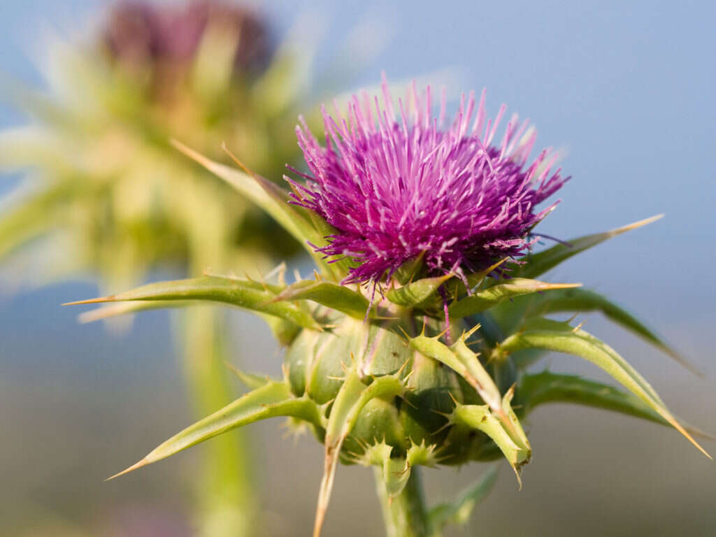Milk Thistle