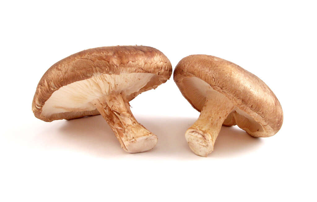 Mushrooms