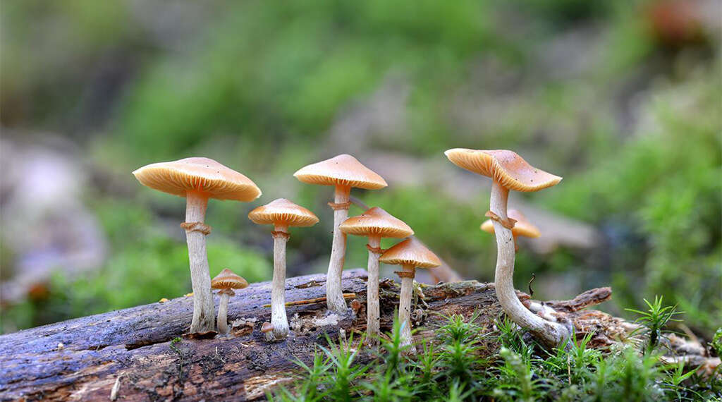 Mushrooms