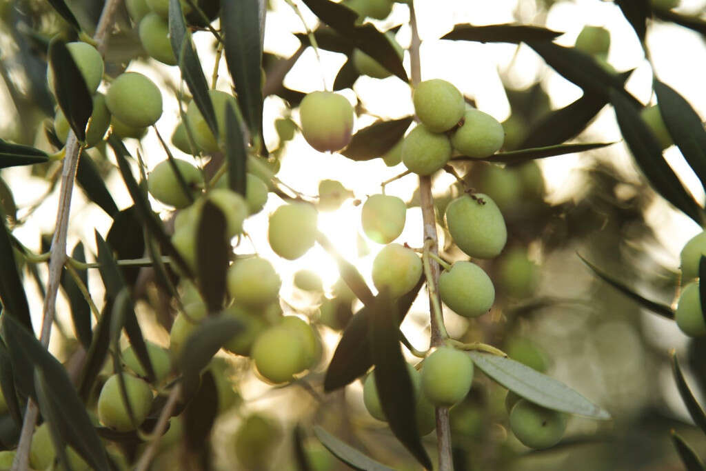 Olives