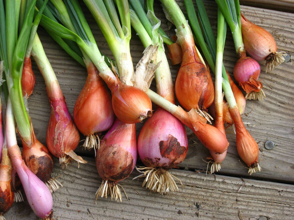 Onions