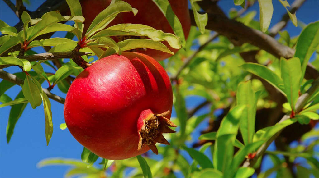 Pomegranates