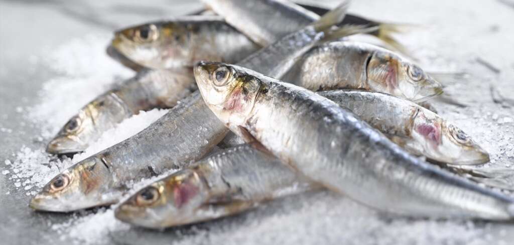 Sardines