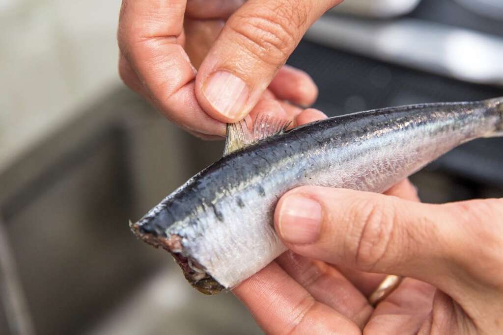 Sardines